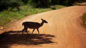 Attenzione agli animali per strada