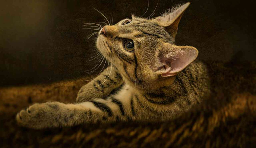 Gatto