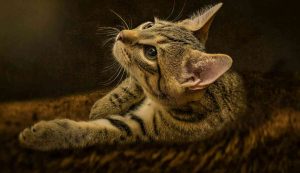 Gatto