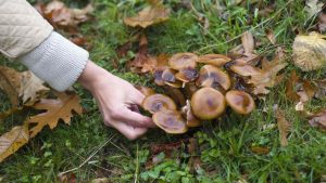 funghi