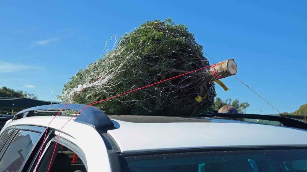 Trasportare l'albero di Natale - fonte_Canva - f1world.it