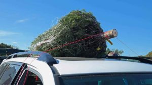 Trasportare l'albero di Natale - fonte_Canva - f1world.it