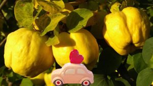 La mela cotogna per gli interni dell'auto