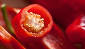 Peperoncino
