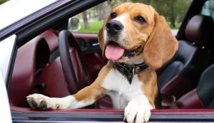 Animali in auto - fonte_Canva - f1world.it